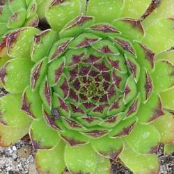 Sempervivum - Dachwurz - Hauswurz